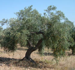 olive tree