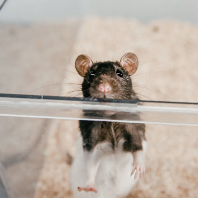 Cornell students manage a rat lab for research projects