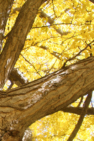 fall leaves