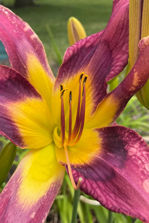 spring flower