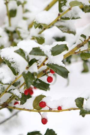 winter image