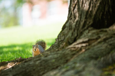 A squirrel pauses by a tree on Cornell College's Hilltop vspace=