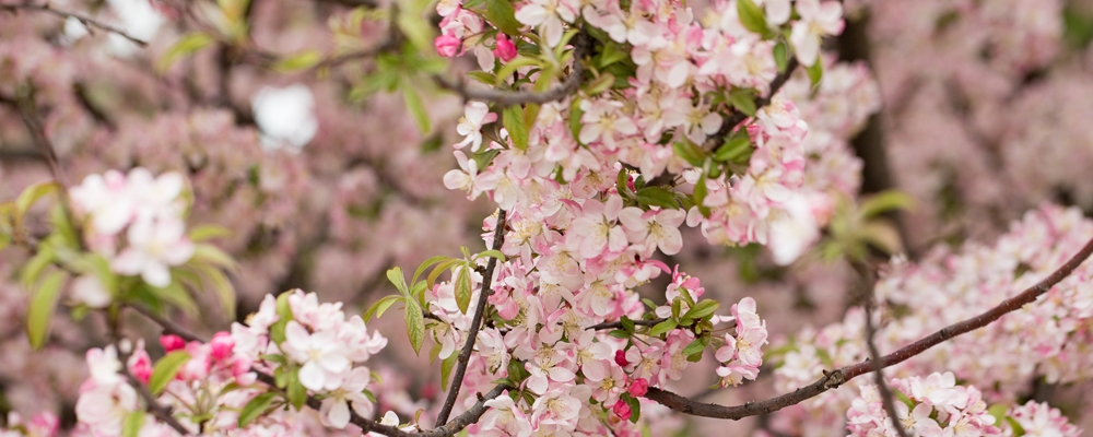 tree blossoms