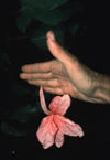 flower1a.jpg (5922 bytes)
