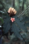 flower2a.jpg (7527 bytes)