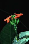 flower3a.jpg (6475 bytes)