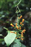 flower4a.jpg (9411 bytes)