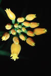 flower5a.jpg (7145 bytes)