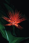 flower6a.jpg (6311 bytes)