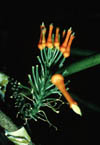 flower8a.jpg (8356 bytes)
