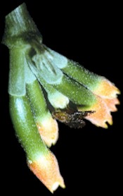 fly3.jpg (15908 bytes)