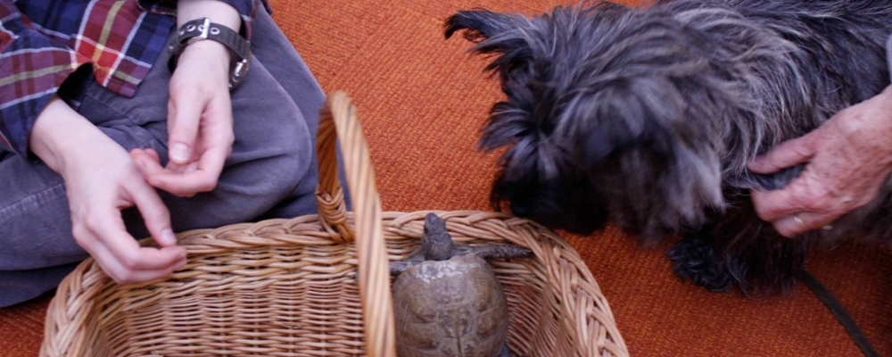 Cornell students, faculty, and staff interact with a dog and a turtle on the OC.