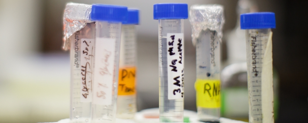 Test tubes in a Cornell lab. 