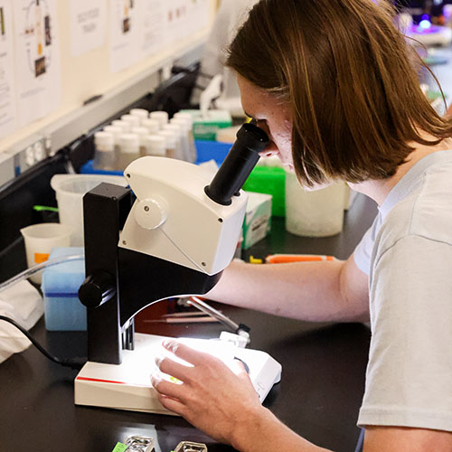 Student with microscope doing biology research