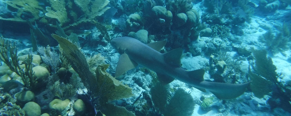 Off-campus studies course near a reef. 