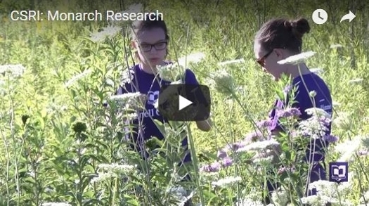 monarch research