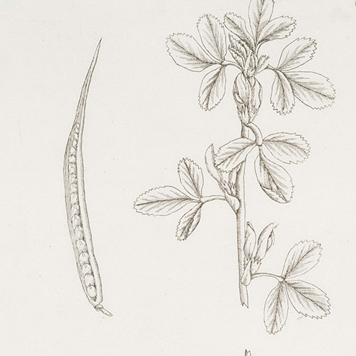 Example of botantical print courtesy of the New York Public Library