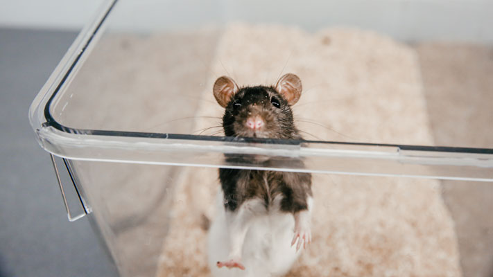 Cornell College Vivarium Lab subject, a rat.