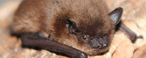 Image of a bat
