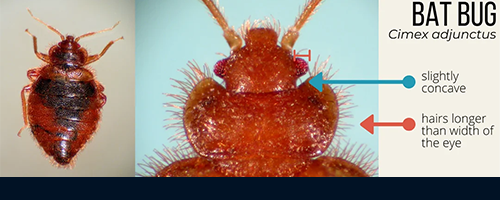 Image of a bat bug
