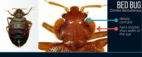 Image of a bed bug