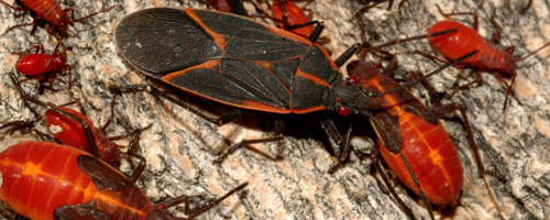 Image of boxelder bugs