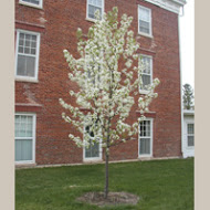 Commemorative Tree of the class of 1949